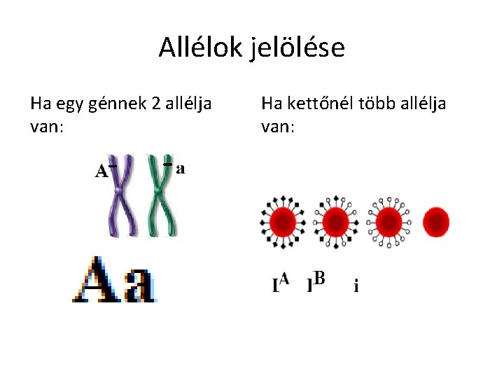 Allélok jelölése Ha egy génnek 2 allélja van: Ha kettőnél több allélja van: 