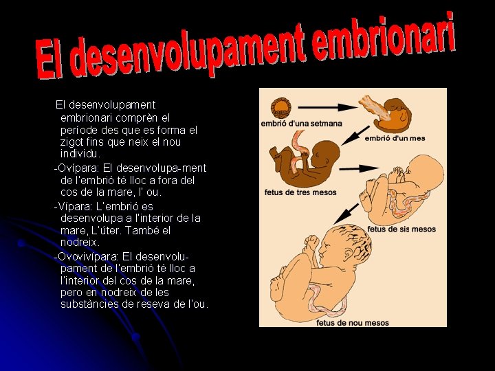  El desenvolupament embrionari comprèn el període des que es forma el zigot fins