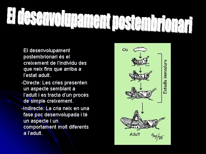  El desenvolupament postembrionari és el creixement de l’individu des que neix fins que