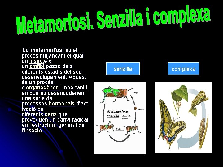  La metamorfosi és el procés mitjançant el qual un insecte o un amfibi