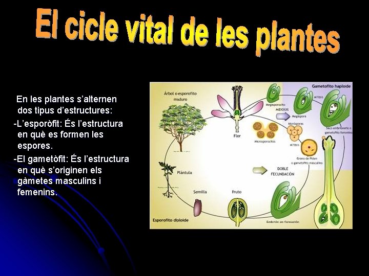  En les plantes s’alternen dos tipus d’estructures: -L’esporòfit: És l’estructura en què es