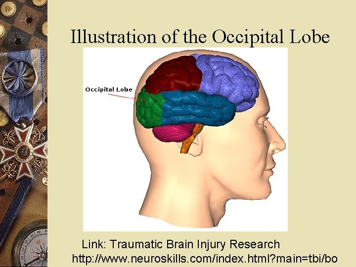 Illustration of the Occipital Lobe Link: Traumatic Brain Injury Research http: //www. neuroskills. com/index.
