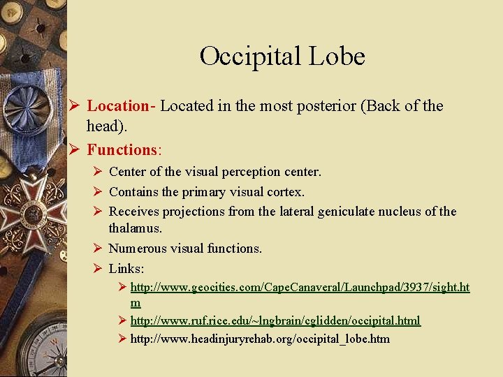 Occipital Lobe Ø Location- Located in the most posterior (Back of the head). Ø