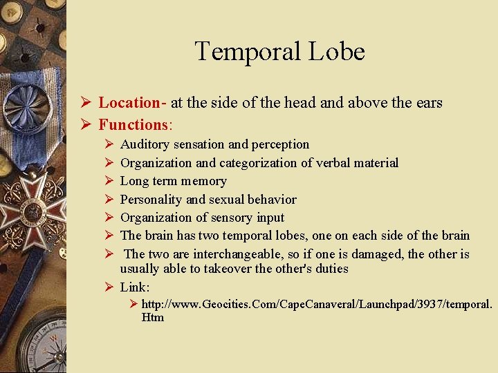 Temporal Lobe Ø Location- at the side of the head and above the ears