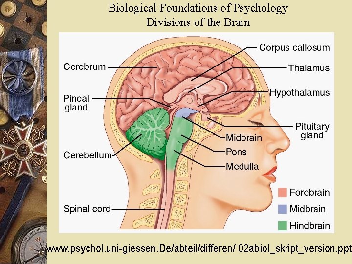 Biological Foundations of Psychology Divisions of the Brain www. psychol. uni-giessen. De/abteil/differen/ 02 abiol_skript_version.