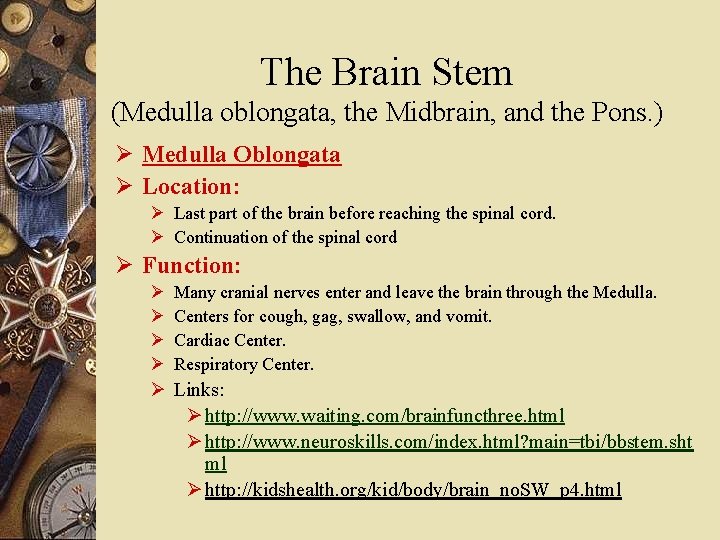 The Brain Stem (Medulla oblongata, the Midbrain, and the Pons. ) Ø Medulla Oblongata