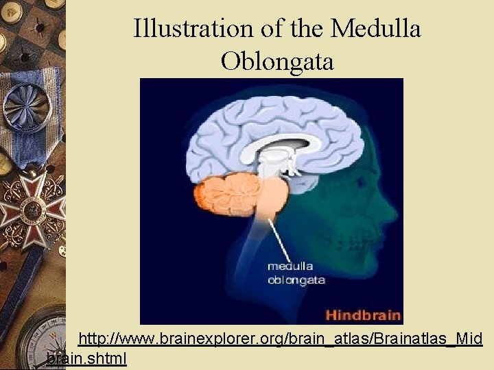 Illustration of the Medulla Oblongata http: //www. brainexplorer. org/brain_atlas/Brainatlas_Mid brain. shtml 