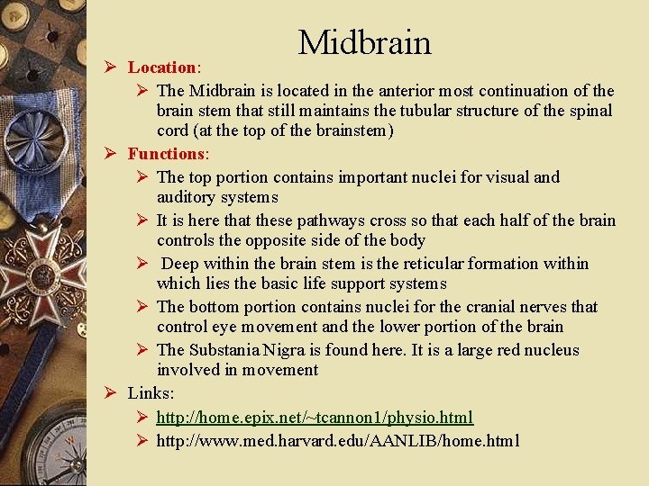 Midbrain Ø Location: Ø The Midbrain is located in the anterior most continuation of