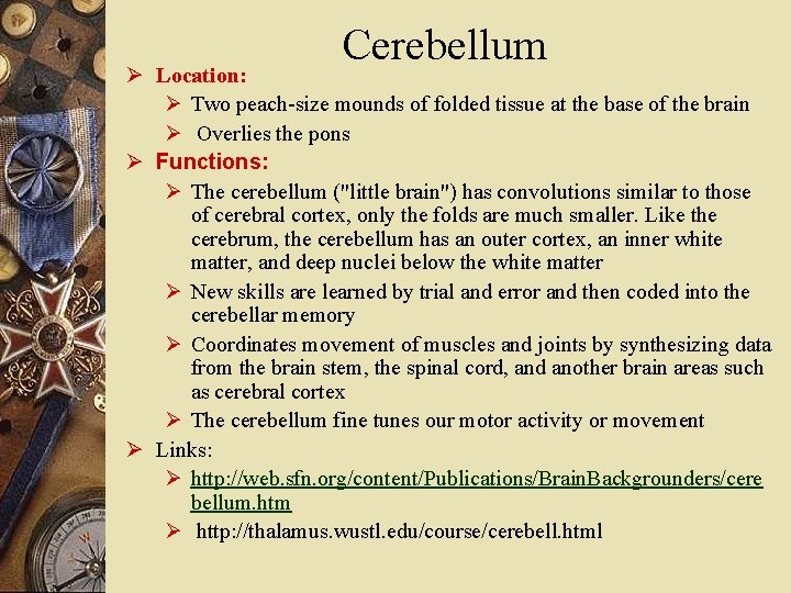 Cerebellum Ø Location: Ø Two peach-size mounds of folded tissue at the base of