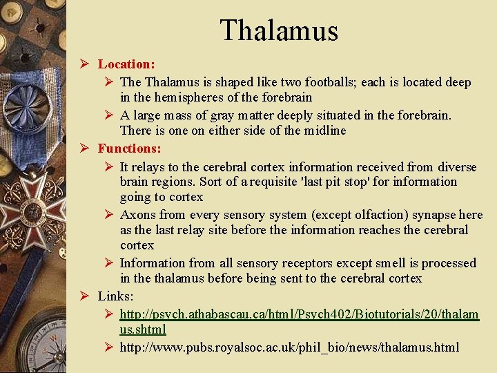 Thalamus Ø Location: Ø The Thalamus is shaped like two footballs; each is located
