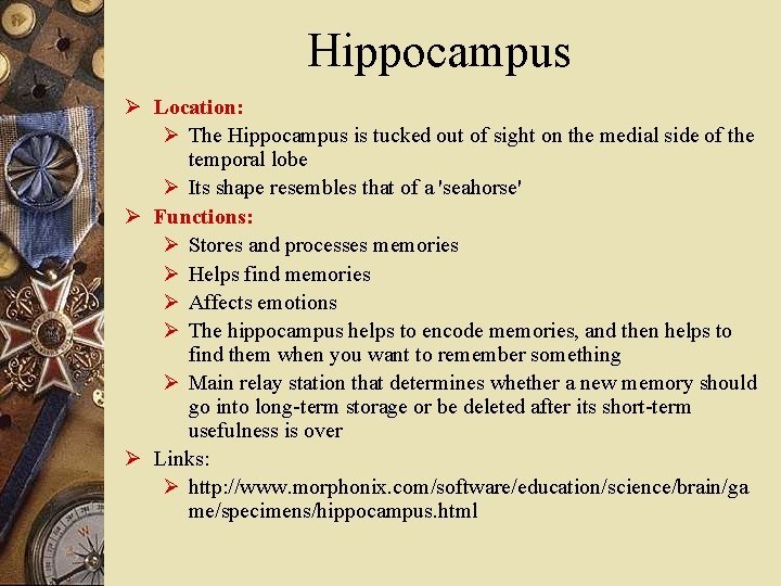 Hippocampus Ø Location: Ø The Hippocampus is tucked out of sight on the medial