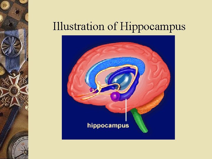 Illustration of Hippocampus 