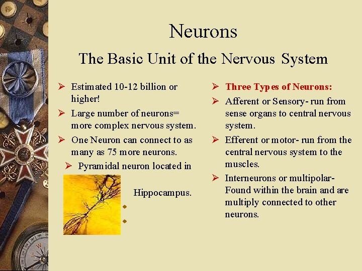 Neurons The Basic Unit of the Nervous System Ø Estimated 10 -12 billion or