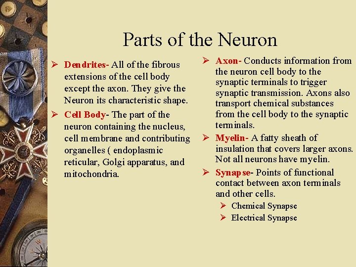 Parts of the Neuron Ø Axon- Conducts information from Ø Dendrites- All of the