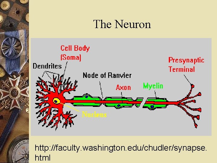 The Neuron http: //faculty. washington. edu/chudler/synapse. html 