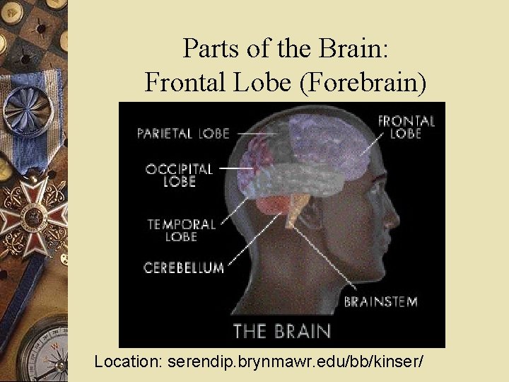 Parts of the Brain: Frontal Lobe (Forebrain) Location: serendip. brynmawr. edu/bb/kinser/ 