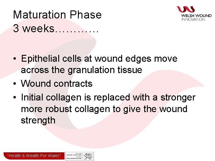 Maturation Phase 3 weeks………… • Epithelial cells at wound edges move across the granulation