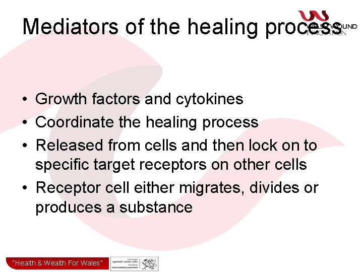 Mediators of the healing process • Growth factors and cytokines • Coordinate the healing