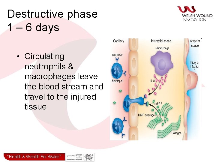 Destructive phase 1 – 6 days • Circulating neutrophils & macrophages leave the blood