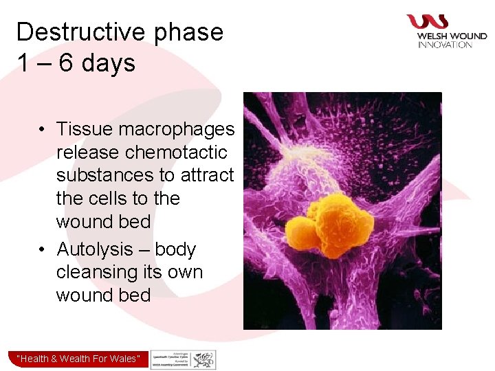 Destructive phase 1 – 6 days • Tissue macrophages release chemotactic substances to attract