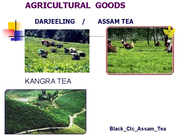 AGRICULTURAL GOODS DARJEELING / ASSAM TEA KANGRA TEA Black_Ctc_Assam_Tea 