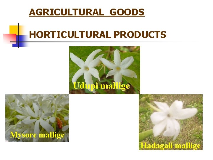 AGRICULTURAL GOODS HORTICULTURAL PRODUCTS Udupi mallige Mysore mallige Hadagali mallige 