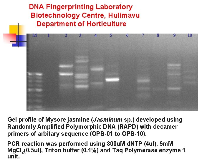 DNA Fingerprinting Laboratory Biotechnology Centre, Hulimavu Department of Horticulture M 1 2 3 4