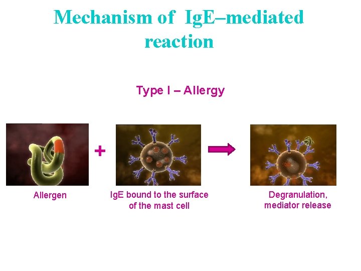 Mechanism of Ig. E–mediated reaction Type I – Allergy + Allergen Ig. E bound