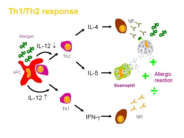 Th 1/Th 2 response Ig. E IL-4 B Allergen IL-12 T Th 2 APC