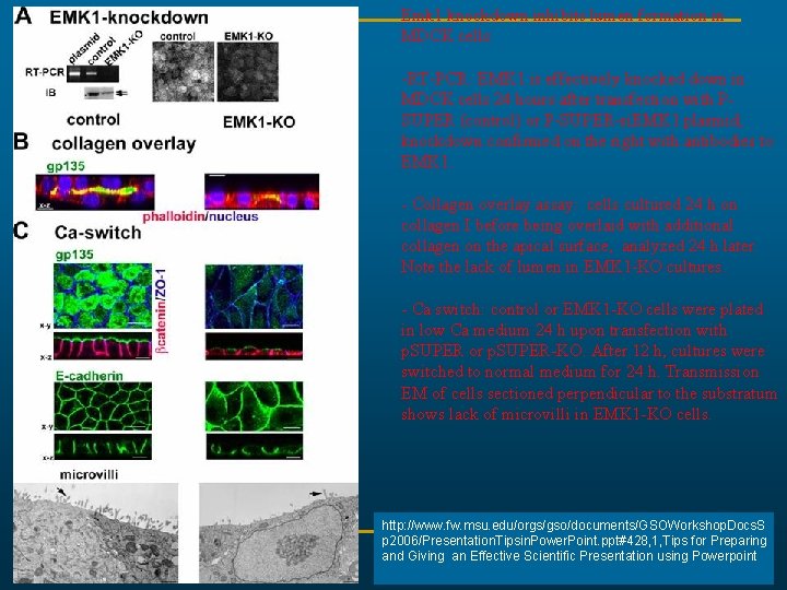 Emk 1 knockdown inhibits lumen formation in MDCK cells: -RT-PCR: EMK 1 is effectively