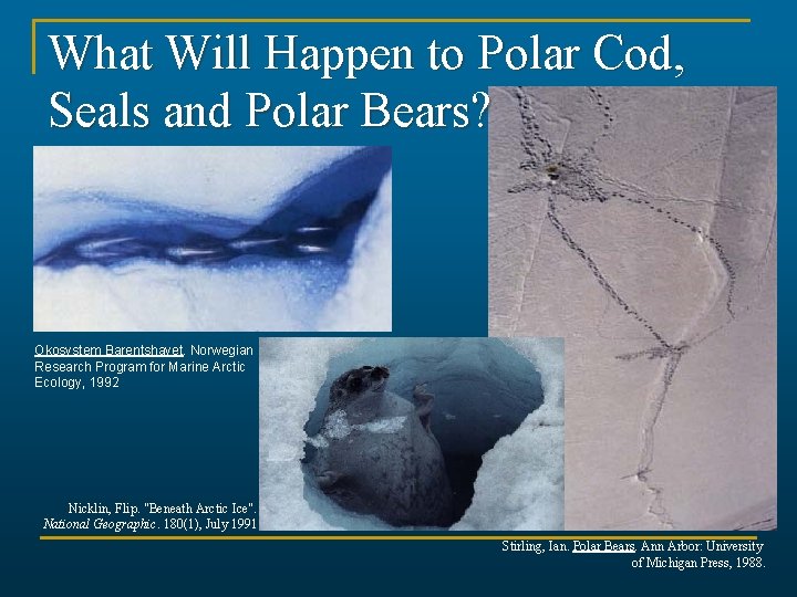 What Will Happen to Polar Cod, Seals and Polar Bears? Okosystem Barentshavet. Norwegian Research