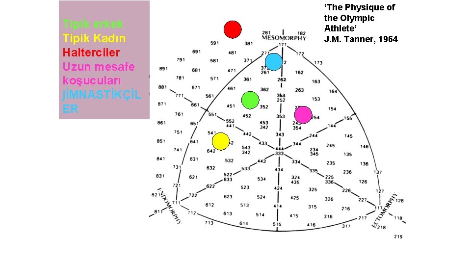 Tipik erkek Tipik Kadın Halterciler Uzun mesafe koşucuları jİMNASTİKÇİL ER ‘The Physique of the