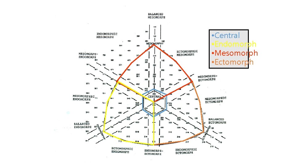  • Central • Endomorph • Mesomorph • Ectomorph 