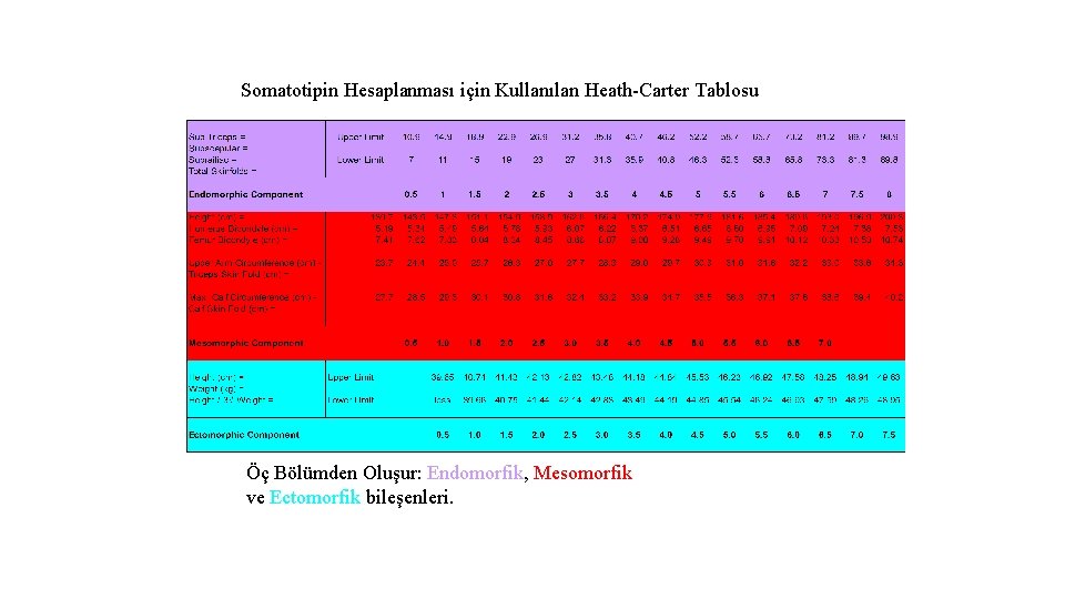 Somatotipin Hesaplanması için Kullanılan Heath-Carter Tablosu Öç Bölümden Oluşur: Endomorfik, Mesomorfik ve Ectomorfik bileşenleri.