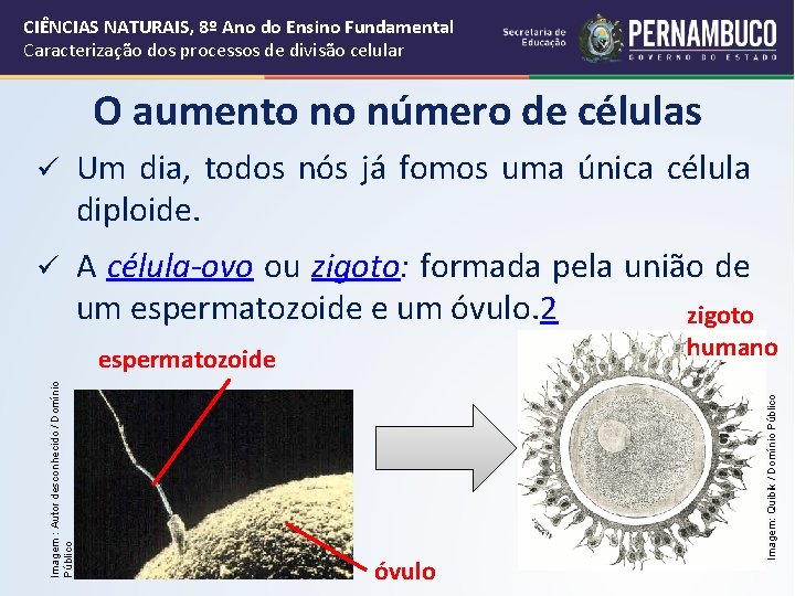 CIÊNCIAS NATURAIS, 8º Ano do Ensino Fundamental Caracterização dos processos de divisão celular O