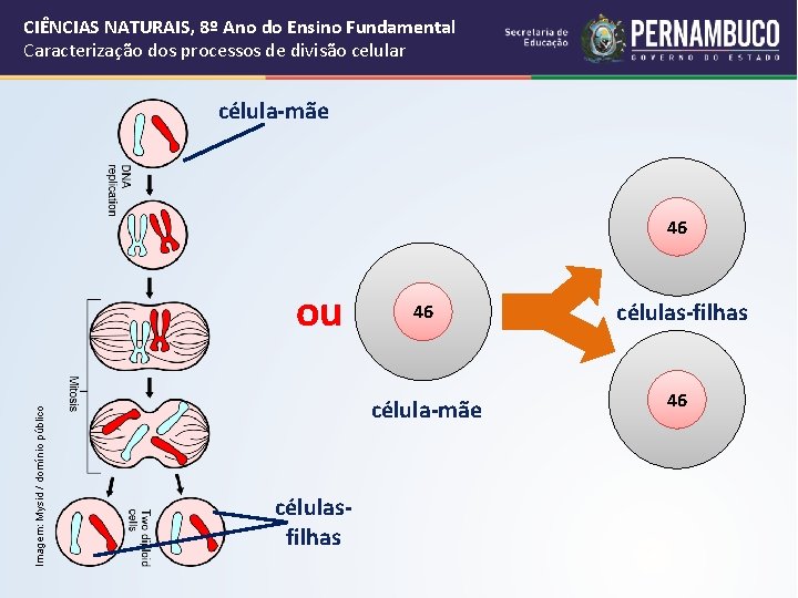CIÊNCIAS NATURAIS, 8º Ano do Ensino Fundamental Caracterização dos processos de divisão celular célula-mãe