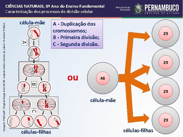 Imagem: Patrícia. R. Original image from NCBI; original vector version by Jakov / Domínio