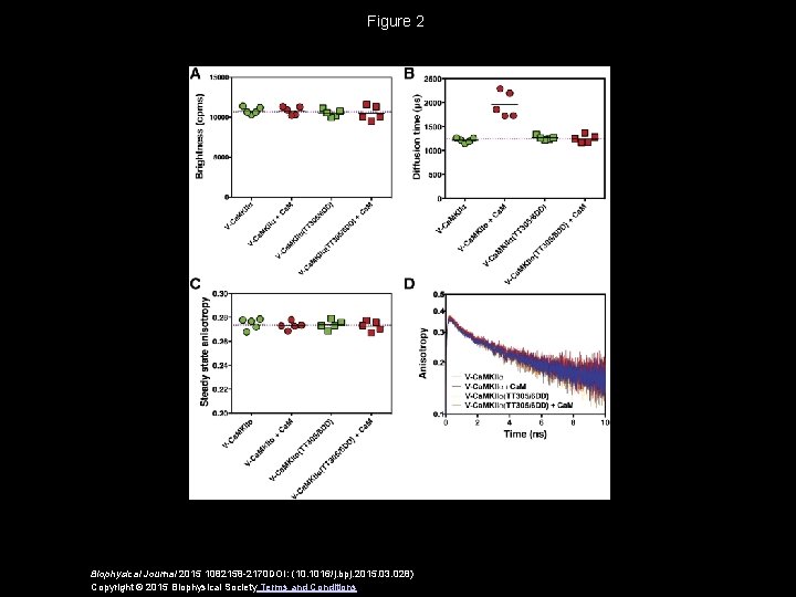 Figure 2 Biophysical Journal 2015 1082158 -2170 DOI: (10. 1016/j. bpj. 2015. 03. 028)