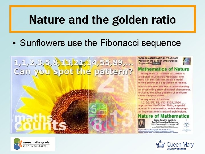 Nature and the golden ratio • Sunflowers use the Fibonacci sequence 