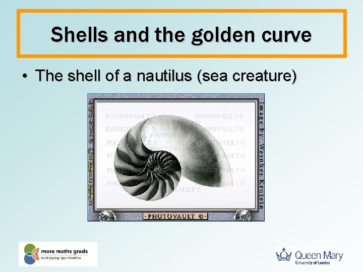 Shells and the golden curve • The shell of a nautilus (sea creature) 