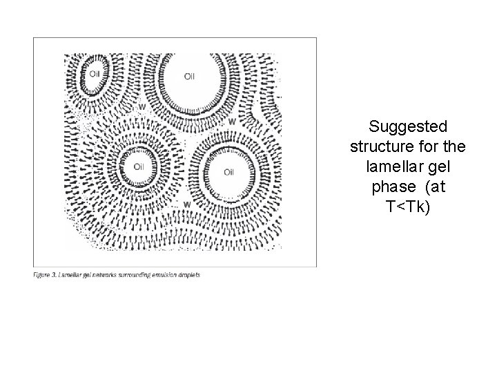 Suggested structure for the lamellar gel phase (at T<Tk) 