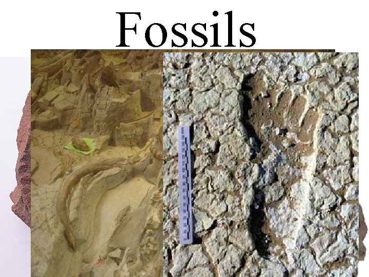 Fossils • preserved remains or traces, such as footprints, of animals, plants, and other