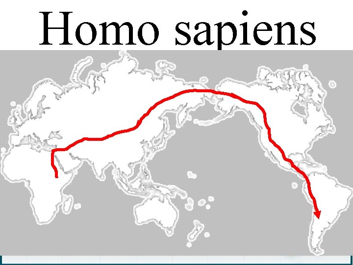 Homo sapiens 