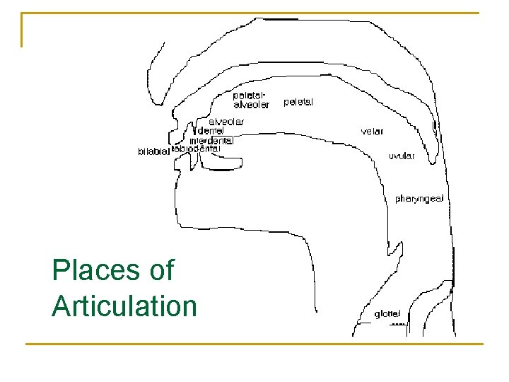 Places of Articulation 