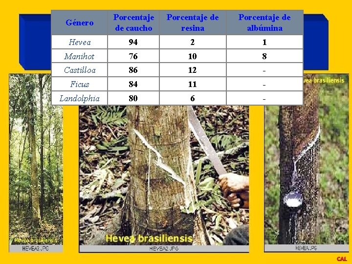 Género Porcentaje de caucho Porcentaje de resina Porcentaje de albúmina Hevea 94 2 1