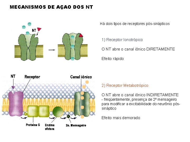 MECANISMOS DE AÇAO DOS NT Há dois tipos de receptores pós-sinápticos 1) Receptor Ionotrópico