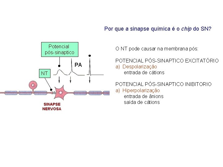 Por que a sinapse química é o chip do SN? Potencial pós-sinaptico O NT