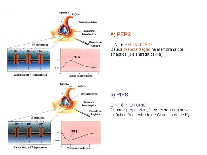A) PEPS O NT é EXCITATÓRIO Causa despolarização na membrana póssináptica (p. e. entrada