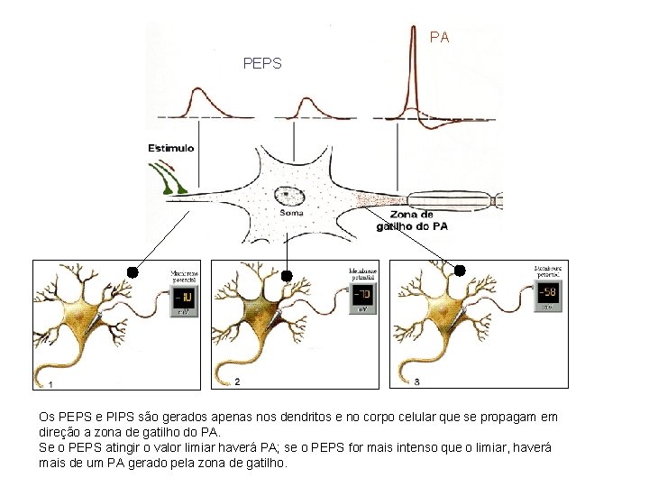 PA PEPS Os PEPS e PIPS são gerados apenas nos dendritos e no corpo