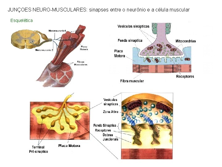 JUNÇOES NEURO-MUSCULARES: sinapses entre o neurônio e a célula muscular Esquelética 